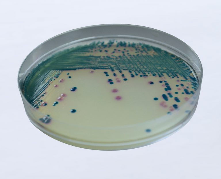 Placa Ágar Sangue de Carneiro Ágar Chocolate com Vitox 90MM