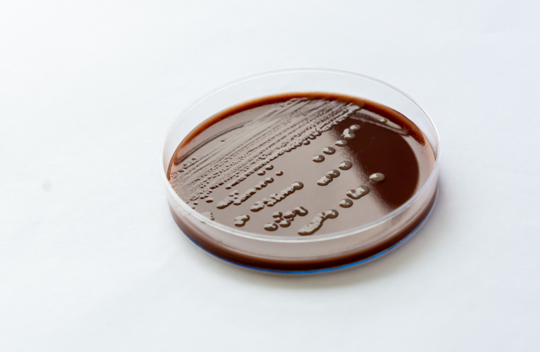 Placa Ágar ChocolateVBC Plastlabor